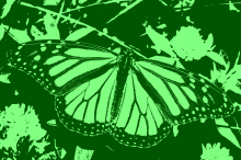 Butterfly1
