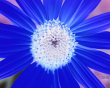 Sunflower-Blue