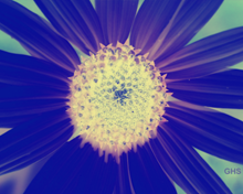 Sunflower-Invert-All-SwapRedGreenFixBlue150