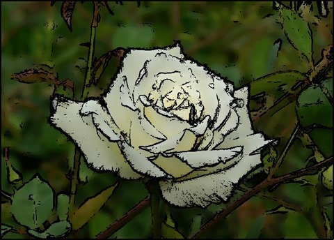 Rose Oil Painting Filter 7 Levels 20 Cartoon Threshold 20