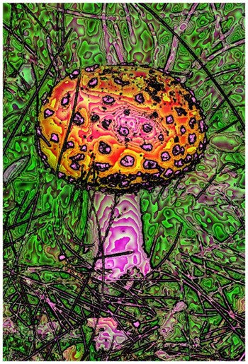 Mushroom: Green, Filter Size 17, Color Shift None, Edge Tracing Black, Edge Threshold 85